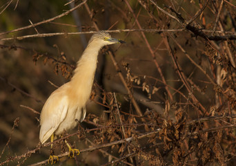 Squacco Heron (Ardeola ralloides)