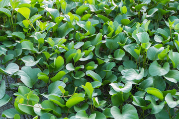 Ipomoea pes-caprae, also known as bayhops, beach morning glory o