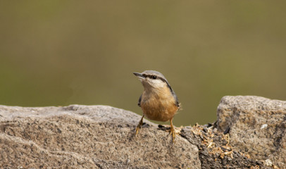 Eurasian Nuthatch (Sitta europaea)