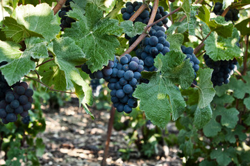 bunch of red grapes on the vine with green leaves