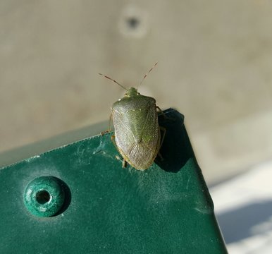 Cimice
