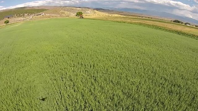 Aerial cutting wheat field fly to tractor swather rural HD