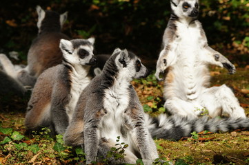 Groupe de Maki Catta 