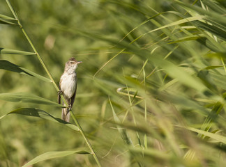 Singing Great Reed-warbler (Acrocephalus arundinaceus)