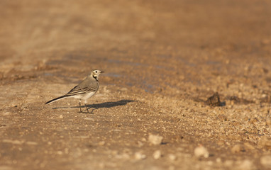 White Wagtail (Motacilla alba)