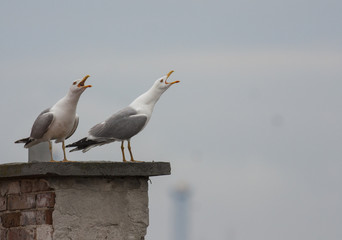 Yellow-legged Gull
