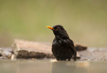 Blackbird (Turdus merula)