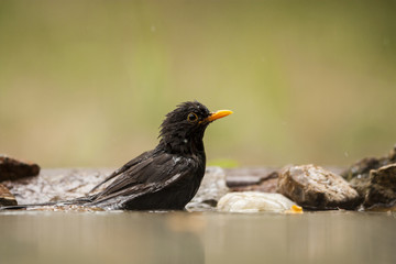 Blackbird (Turdus merula)