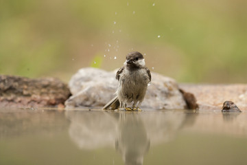 Young Sombre Tit (Parus lugubris)