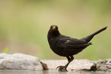 Blackbird (Turdus merula)