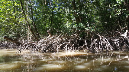 Mangrove jungle
