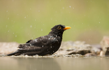 Blackbird (Turdus merula)