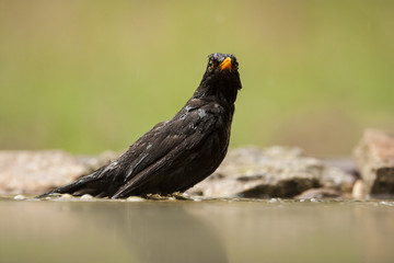 Blackbird (Turdus merula)