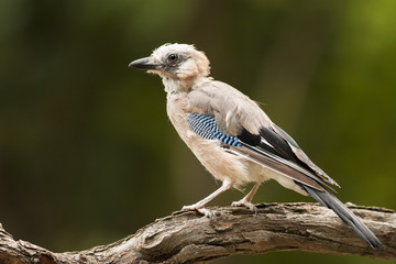Young Jay (Garrulus glandarius)