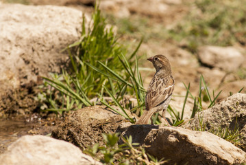 House sparrow (Passer domesticus)