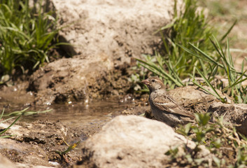 House sparrow (Passer domesticus)