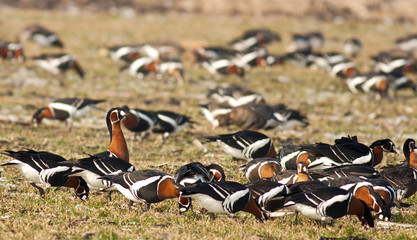 Fototapeta premium Red-breasted Goose