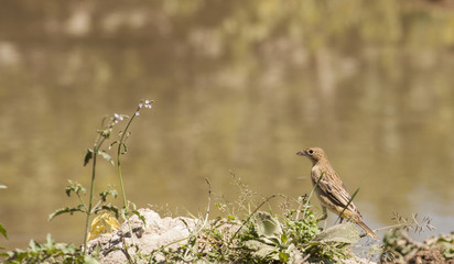 Black-headed Bunting (Emberiza melanocephala)
