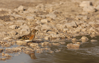 Brambling (Fringilla montifringilla)