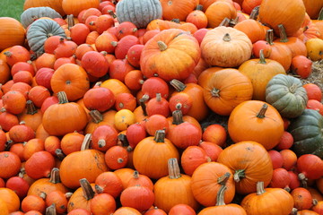 Verschiedene K&uuml;rbisse