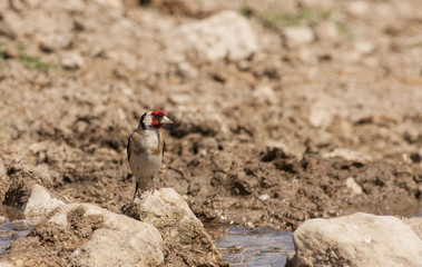 Common Goldfinch (Carduelis carduelis)