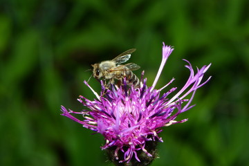 Biene startet