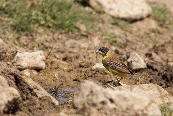 Black-headed Bunting (Emberiza melanocephala)