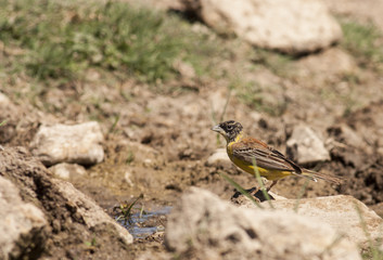Black-headed Bunting (Emberiza melanocephala)