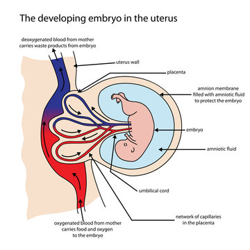 Fully labeled diagram of embryo developing in the uterus