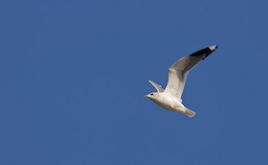 Common Gull
