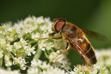 Schwebfliege 