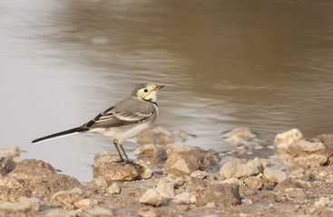 White Wagtail (Motacilla alba)