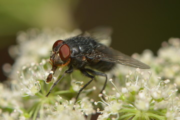 Naschfliege