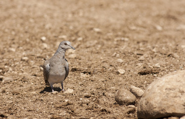 Turtle Dove (Streptopelia turtur)