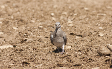 Turtle Dove (Streptopelia turtur)