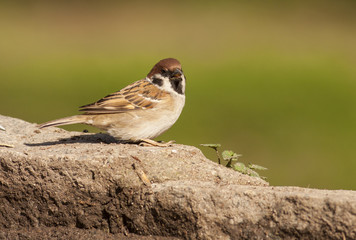 Tree sparrow