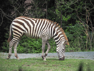 Fototapeta na wymiar A Zebra