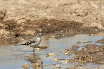 White Wagtail (Motacilla alba)