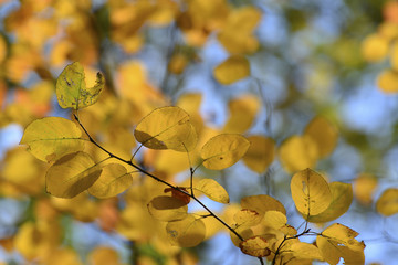 Beautiful yellow autumn leaves backlit