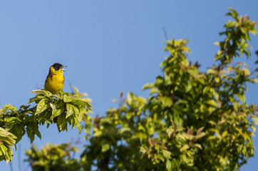 Black-headed Bunting (Emberiza melanocephala)