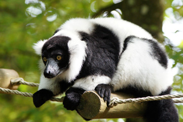 Maki Vari noir et blanc dans les arbres