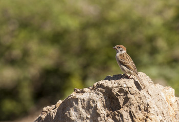 Tree sparrow