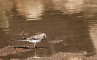 White Wagtail (Motacilla alba)