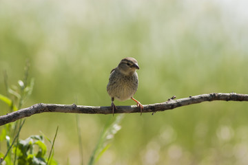 House sparrow (Passer domesticus)