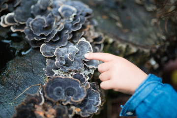 キノコを触る子供の手