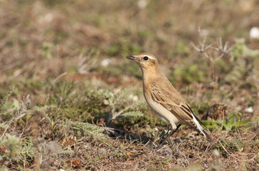 Northern wheatear