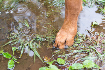 水溜りと犬の足