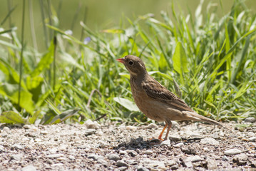 Ortolan Bunting