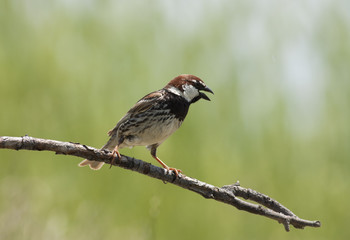 Spannish Sparrow