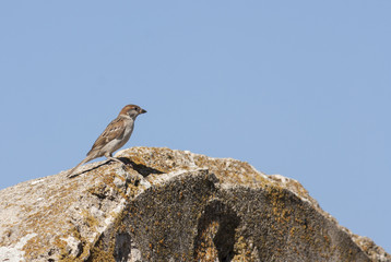Tree sparrow (Passer montanus)
